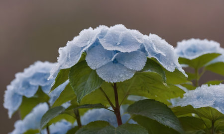 Blue hydrangea flowers covered with frost in the garden.