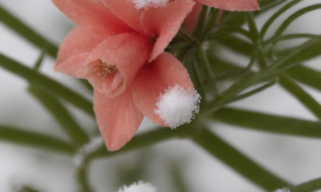 Close up of a red flower covered with snow.の写真素材