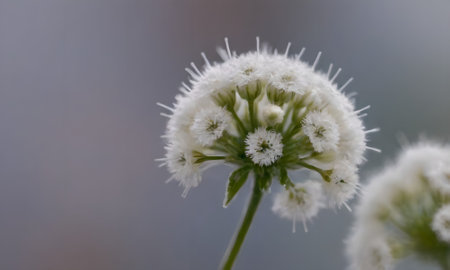 Macro shot of a white flower on a blurred background in the garden