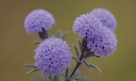Purple flowers on a green background. Shallow depth of field.