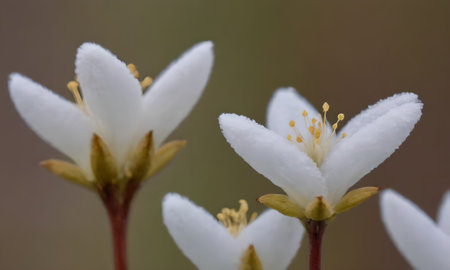 Close up of white flowers with shallow depth of field. Shallow DOF.
