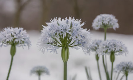 Flowers of agapanthus (Agapanthus umbellatus) in the snow