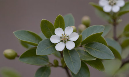 Close up of small white flowers on a bush with green leaves.