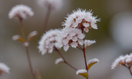 Close up of white frozen flowers on a branch in the forest.の写真素材