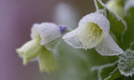 Flowers in the frost, macro photography, shallow depth of fieldの写真素材