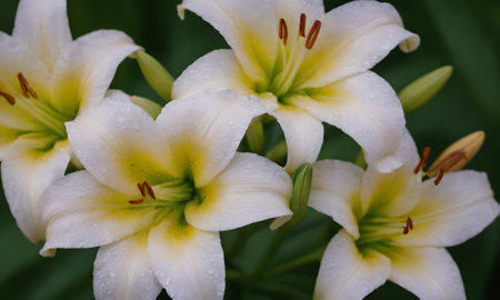 White lilies with raindrops on a green background. Close-up.の写真素材