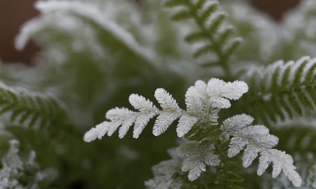Fern leaves covered with hoarfrost. Shallow depth of field.