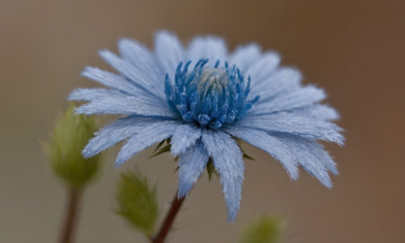 Blue flower on a background of brown leaves. Macro. Shallow depth of field.の写真素材