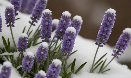 Lavender flowers covered with snow in a garden in winter.の写真素材