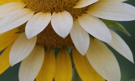 Close up of a sunflower with water droplets on petalsの写真素材