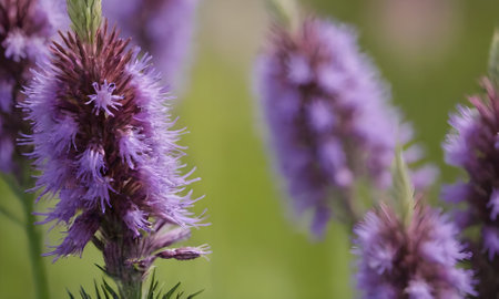 Purple flowers on a meadow in summer, close-upの写真素材