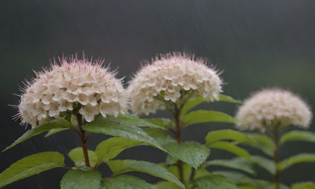 Hydrangea flowers in the rain on a rainy day in spring