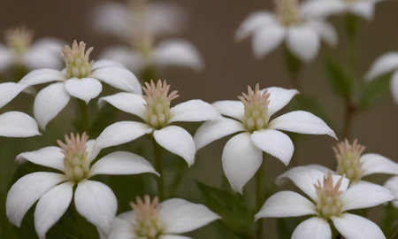 White flowers in the forest, close-up, macro photography.の写真素材