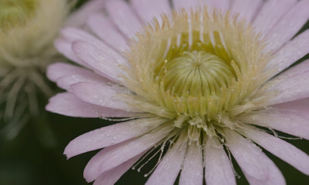 Close up of a pink flower with water droplets on the petalsの写真素材