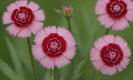 Dianthus chinensis, Chinese carnation, Dianthus chinensis