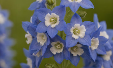 Close up of blue delphinium (Larkspur) flowersの写真素材
