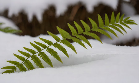 Green fern leaf in snow, close-up, selective focusの写真素材