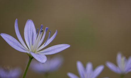 purple flower on a green background, macro photo, nature seriesの写真素材