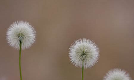 white dandelion on a background of brown grass, close-up