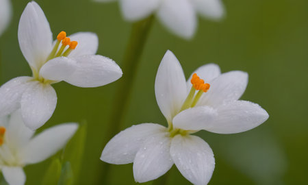 white flowers with raindrops on green background, closeup of photoの写真素材