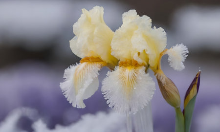 Iris flower in the garden, close-up.の写真素材