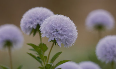 purple flowers in the meadow, close-up, macro