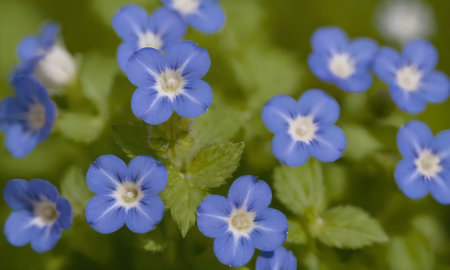 blue flowers on green background, macro photo, small depth of field