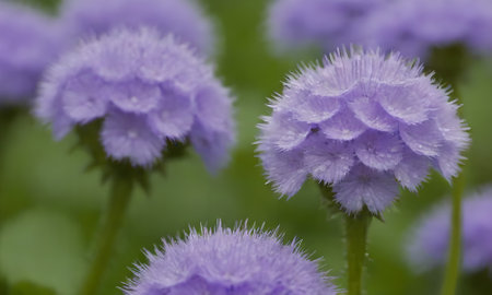 Purple flowers in the garden, close-up, selective focus