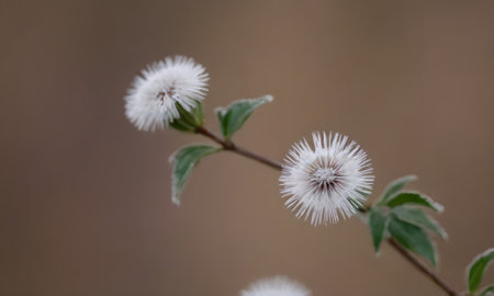 Close-up of the flowers of a burdock in the spring