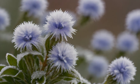 Frost on a blue flower in the winter. Macro photo.の写真素材
