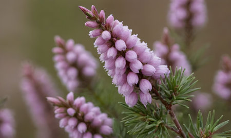 Close up of pink heather flowers (Calluna vulgaris)の写真素材