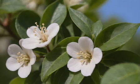 Blossoms of quince tree in spring, close-up