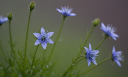Blue flowers on a meadow in the spring. Macro photo.の写真素材