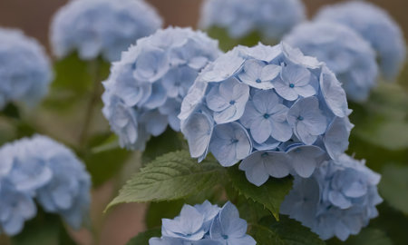 Hydrangea macrophylla, blue hydrangea flowersの写真素材
