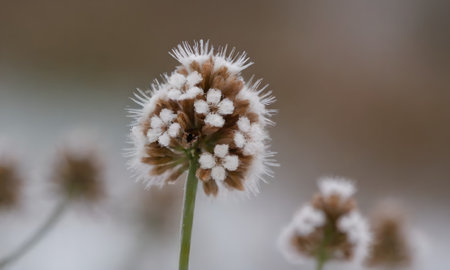 Close up of frozen grass flower in winter. Macro shot with shallow depth of field