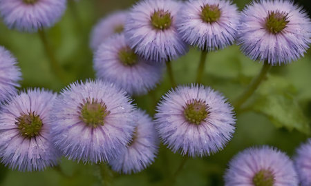 Purple daisies on a green background. Close-up.