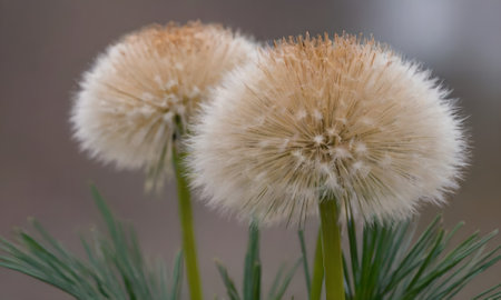 Close up of dandelion seeds on blurred background, selective focusの写真素材