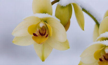 Yellow orchids in the snow. Close-up. White background.の写真素材