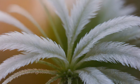 Plant close-up. Indoor cultivation.の写真素材