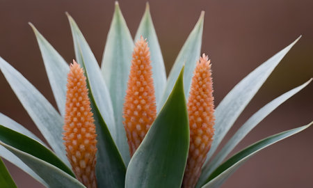 Close up of aloe vera plant with orange flower buds.の写真素材