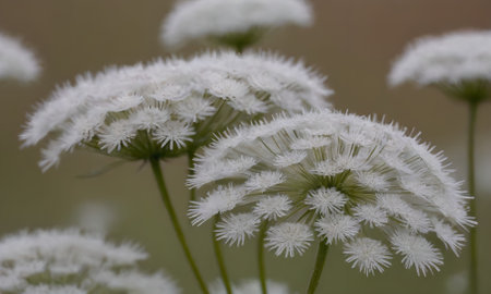 Close up of white dandelion flowers in the meadow.の写真素材
