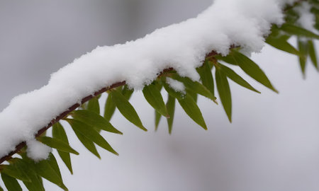Branch of a pine tree covered with snow, close-upの写真素材