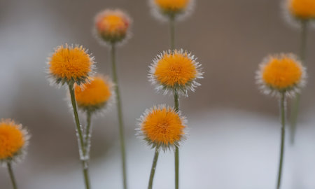 Close up of yellow dandelions covered with hoarfrost.の写真素材