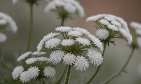 Close-up of a white flower covered with hoarfrost.
