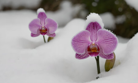 Purple orchids in the snow. Close-up.の写真素材