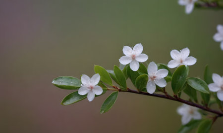 Beautiful white flowers on a branch with green leaves in the gardenの写真素材