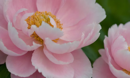 Pink peony flower close-up. Shallow depth of field.の写真素材