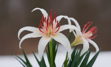 White lily in the snow, close-up of a flowerの写真素材