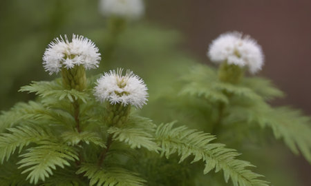 Close up of white flowers on a fern in the forest.