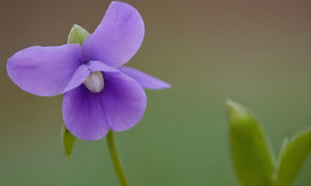 Violet flower in the garden. Selective focus with shallow depth of field.の写真素材